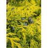 CHAMAECYPARIS lawsoniana IVONNE
