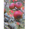 MALUS tschonoskii