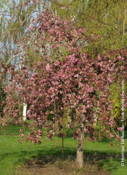 MALUS CHEAL'S WEEPING