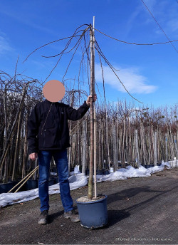 MALUS ECHTERMEYER En pot de 25-30 litres forme tige hauteur du tronc 180-200 cm circonférence du tronc 08-1