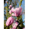MAGNOLIA denudata FESTIROSE