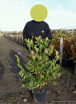 MAGNOLIA stellata ROYAL STAR En pot de 15-20 litres