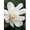 MAGNOLIA stellata ROYAL STAR