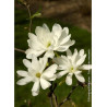 MAGNOLIA stellata ROYAL STAR