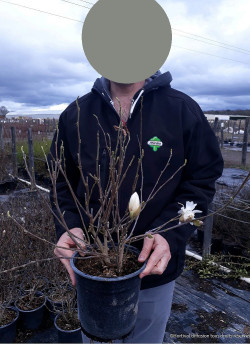 MAGNOLIA stellata WATERLILY En pot de 4-5 litres