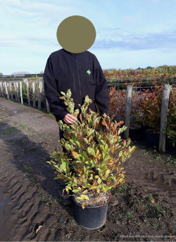 MAGNOLIA stellata WATERLILY En pot de 15-20 litres