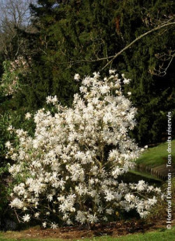 MAGNOLIA stellata WATERLILY