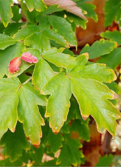 ACER griseum