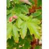 ACER griseum