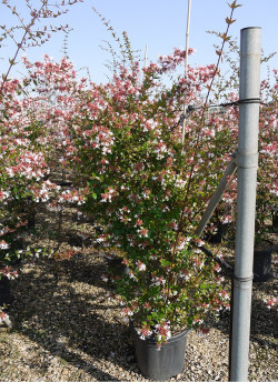 ABELIA grandiflora En pot de 15-20 litres