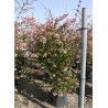ABELIA grandiflora En pot de 15-20 litres