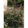 ABELIA grandiflora