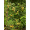 SORBUS aucuparia FASTIGIATA