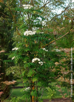 SORBUS aucuparia FASTIGIATA