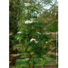 SORBUS aucuparia FASTIGIATA