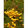 SORBUS aucuparia FASTIGIATA