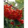 SORBUS aucuparia WETTRA