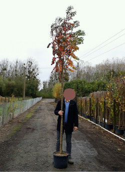 SORBUS aucuparia WETTRA En pot de 25-30 litres forme tige hauteur du tronc 180-200 cm