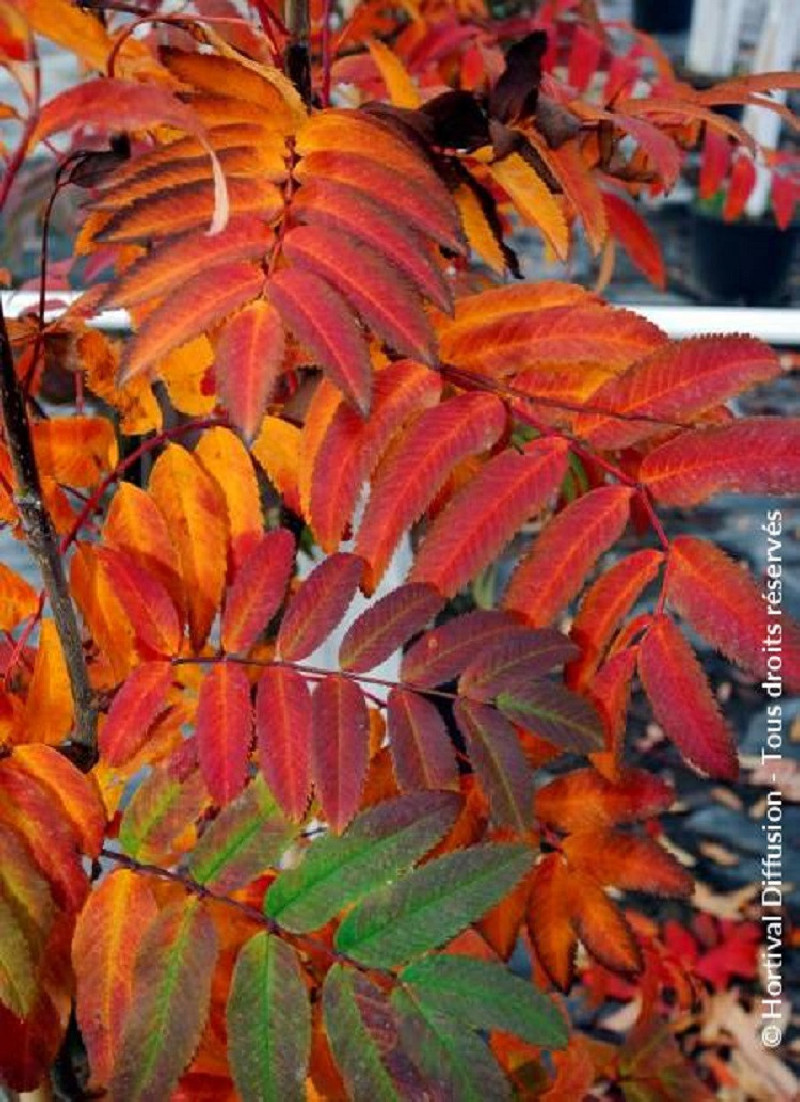 SORBUS aucuparia WETTRA