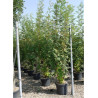 SORBUS aucuparia En pot de 35-50 litres