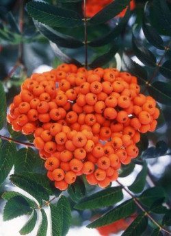 SORBUS aucuparia