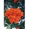 SORBUS aucuparia