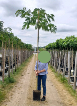 ALBIZIA julibrissin OMBRELLA En pot 30-35 litres forme tige hauteur du tronc 180-200 cm