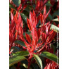 PHOTINIA fraseri RED ROBIN