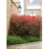PHOTINIA fraseri RED ROBIN