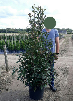 PHOTINIA fraseri RED ROBIN En pot de 35-50 litres