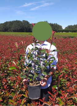 PHOTINIA fraseri RED ROBIN En pot de 4-5 litres
