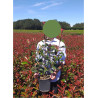 PHOTINIA fraseri RED ROBIN En pot de 4-5 litres