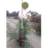 PHOTINIA fraseri RED ROBIN En pot de 7-10 litres