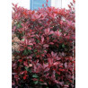 PHOTINIA fraseri RED ROBIN