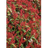 PHOTINIA fraseri RED ROBIN