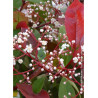 PHOTINIA fraseri RED ROBIN