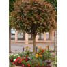 PHOTINIA fraseri RED ROBIN