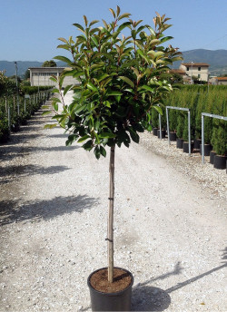 PHOTINIA fraseri RED ROBIN En pot de 15-20 litres forme tige hauteur du tronc 110-130 cm