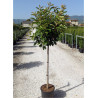 PHOTINIA fraseri RED ROBIN En pot de 15-20 litres forme tige hauteur du tronc 110-130 cm