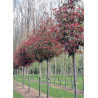 PHOTINIA fraseri RED ROBIN forme tige hauteur du tronc 180-200 cm