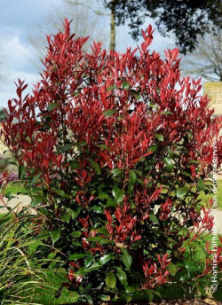 PHOTINIA fraseri CARRÉ ROUGE