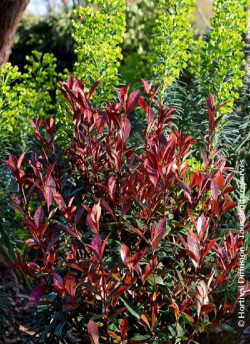 PHOTINIA fraseri CARRÉ ROUGE