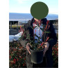 PHOTINIA fraseri CARRÉ ROUGE En pot de 4-5 litres
