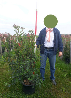 PHOTINIA fraseri CARRÉ ROUGE En pot de 15-20 litres