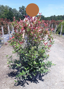PHOTINIA fraseri CARRÉ ROUGE En pot de 25-30 litres