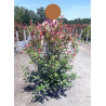 PHOTINIA fraseri CARRÉ ROUGE En pot de 25-30 litres