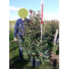 PHOTINIA fraseri CARRÉ ROUGE En pot de 35-50 litres