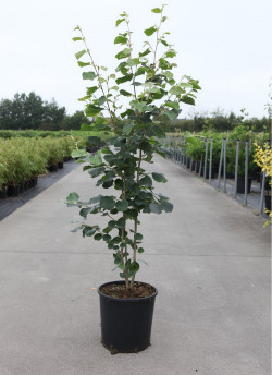 STEWARTIA pseudocamellia En pot de 15-20 litres