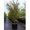 STEWARTIA pseudocamellia En pot de 30-35 litres