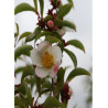 STEWARTIA pseudocamellia